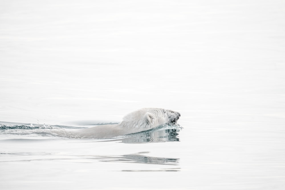 bear in body of water