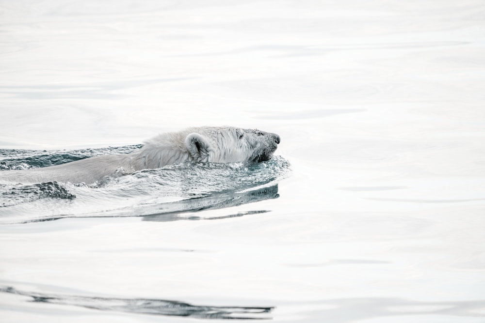 white animal on body of water