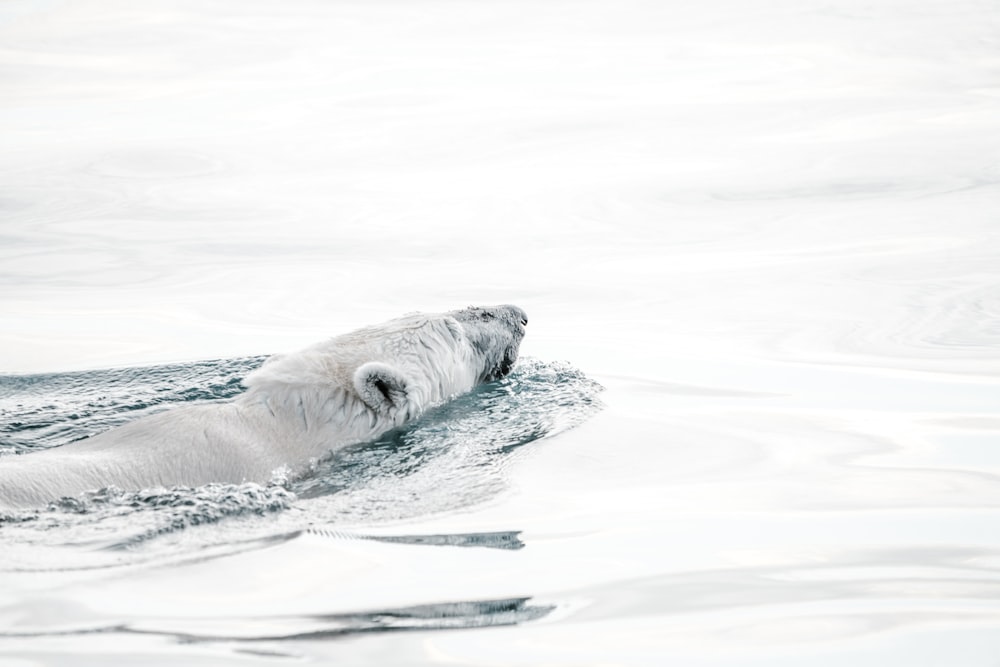 polar bear swimming on water during daytime