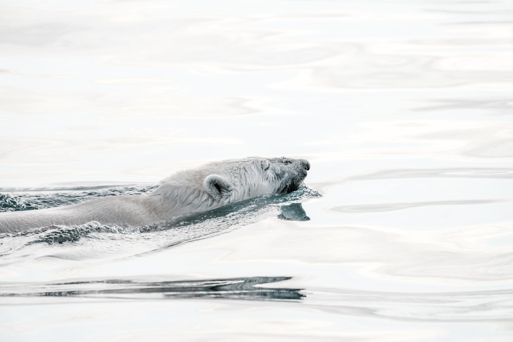 snow bear swimming