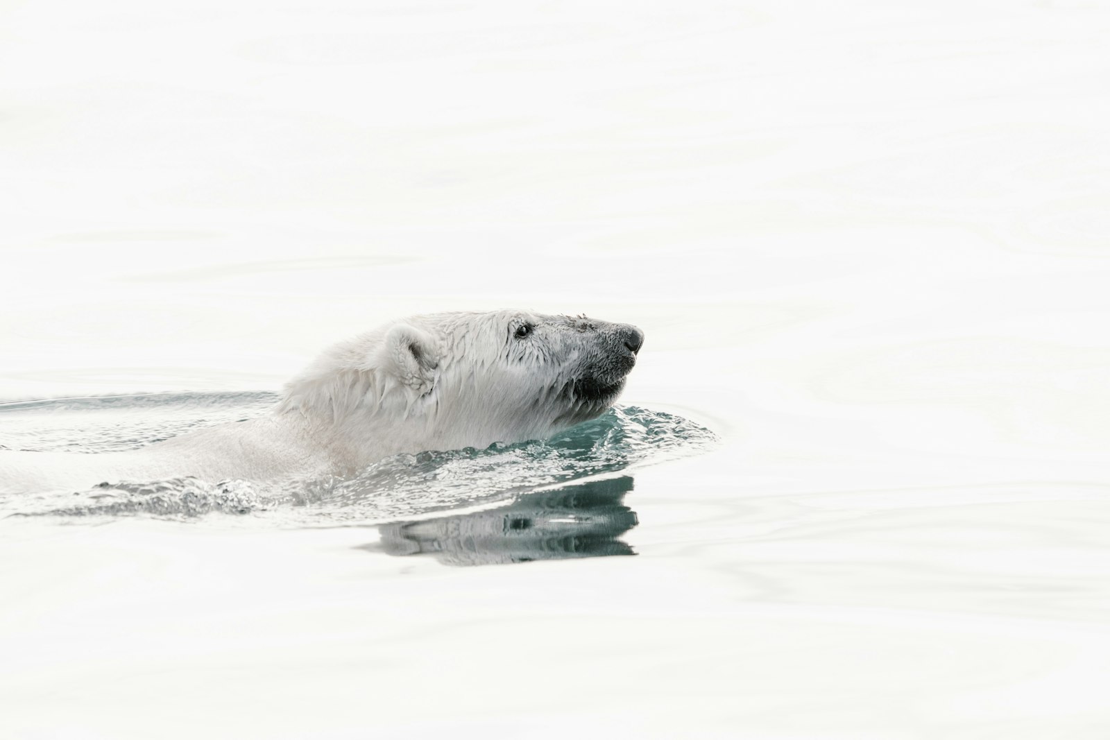 Sony FE 100-400mm F4.5-5.6 GM OSS sample photo. White polar bear swimming photography