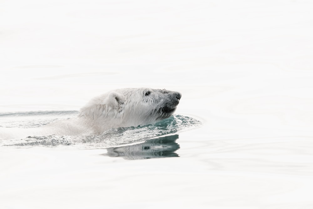 white polar bear swimming in water