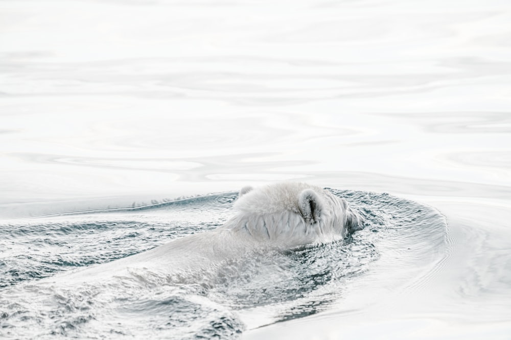 polar bear in water