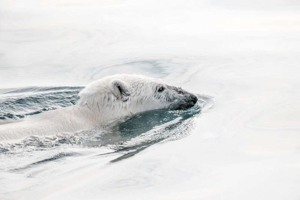 polar bear in body of water