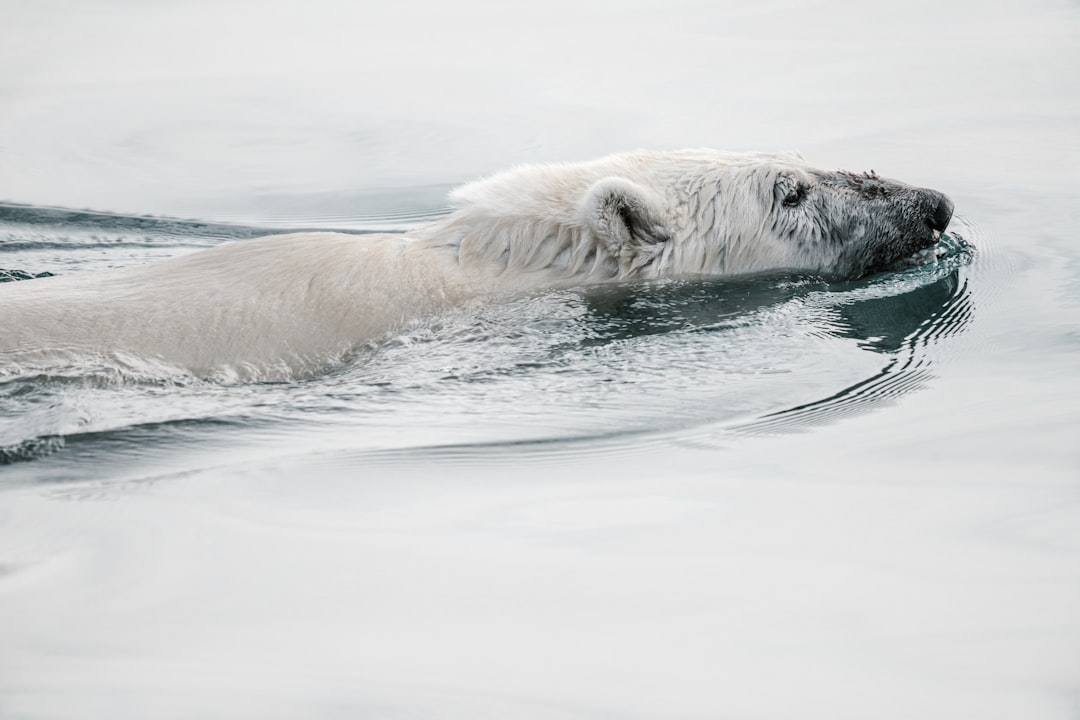 white polar bear on calm body of water