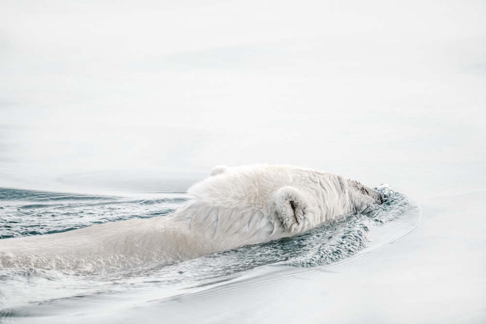 animal swimming on body of water