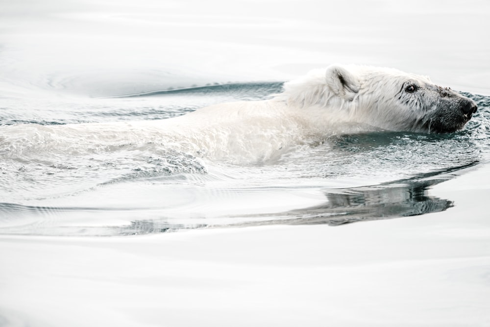 polar bear swim on body of water