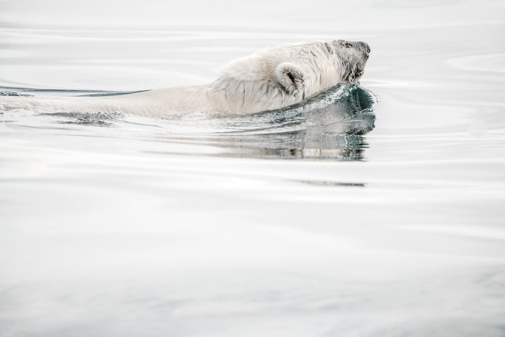 polar bear head above body of water during daytime