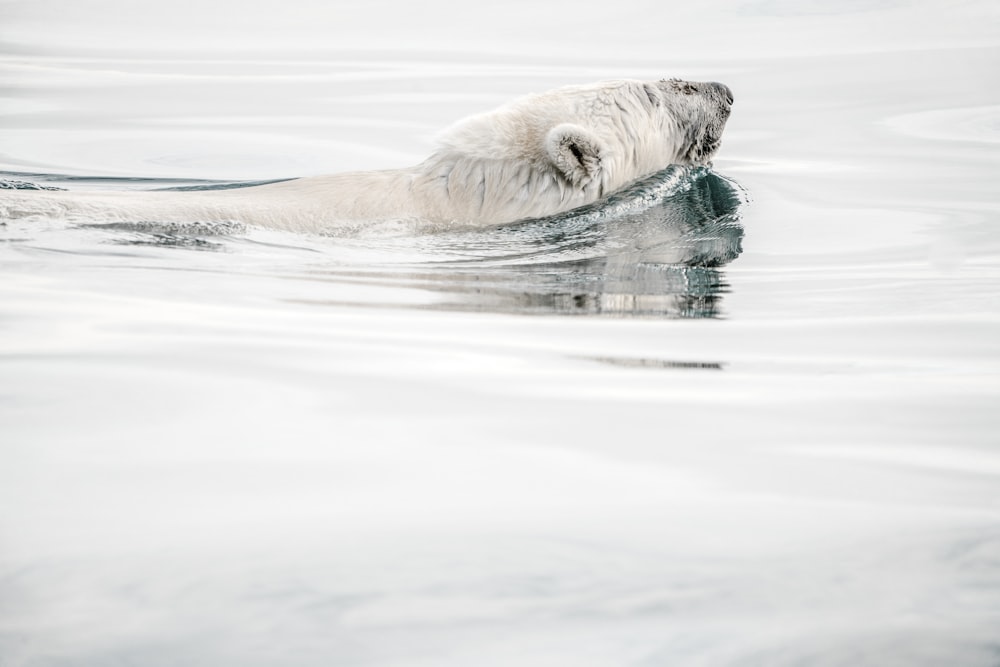 Cabeza de oso polar por encima de la masa de agua durante el día