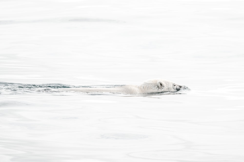 polar bear swimming on body of water
