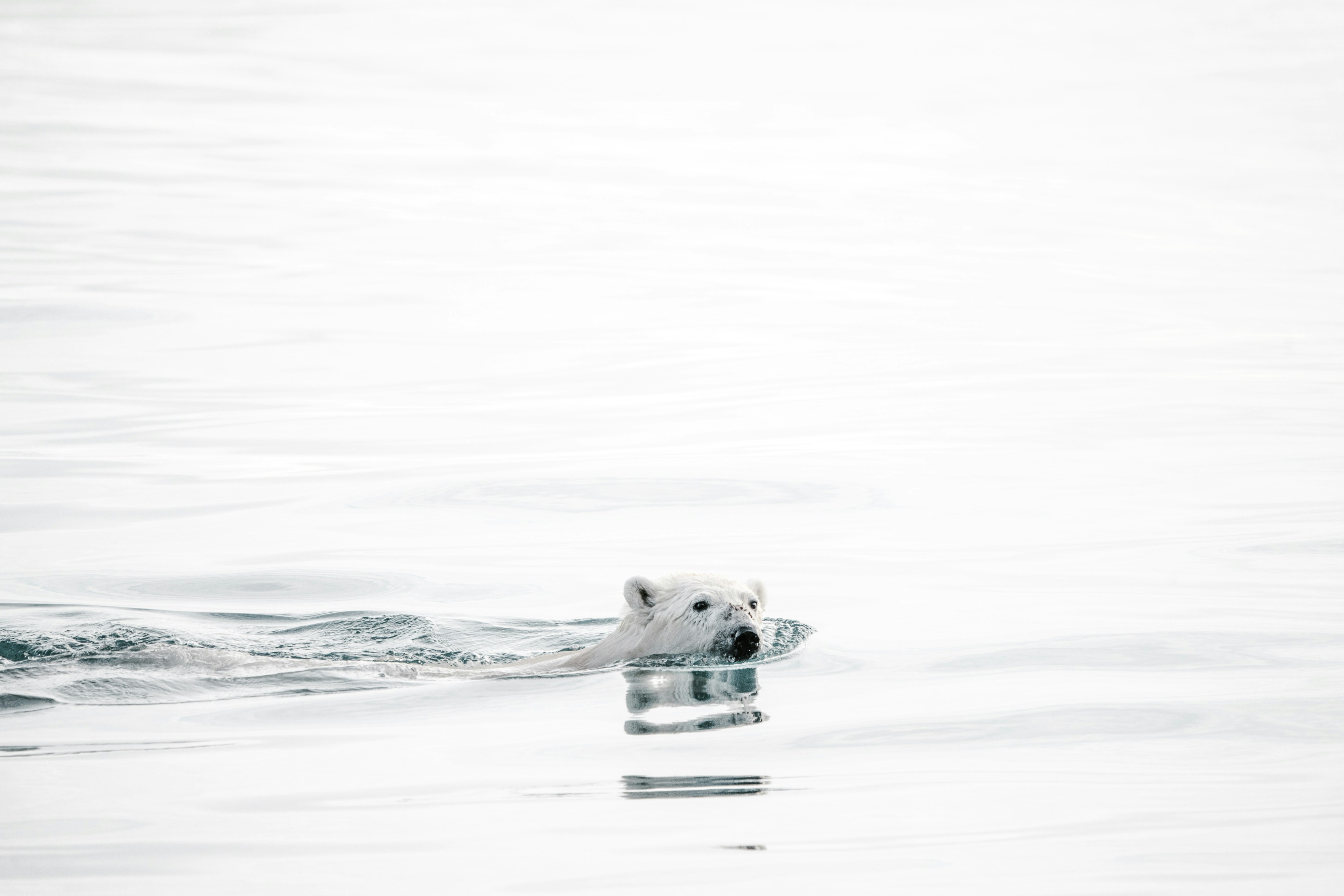 a polar bear swimming on top of a body of water, Wild polar bear swimming in the Arctic