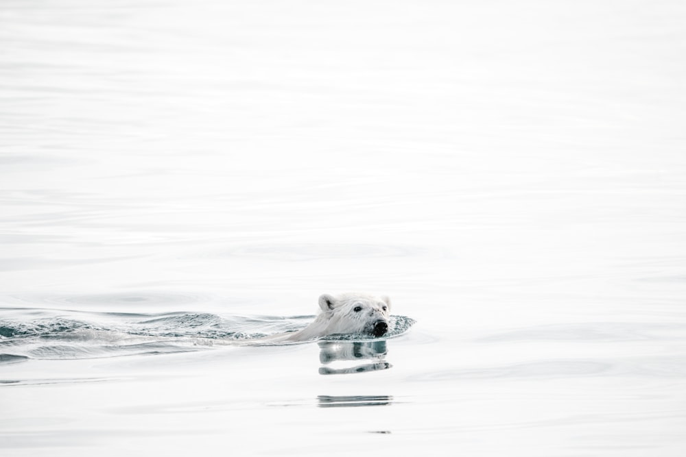 a polar bear swimming on top of a body of water