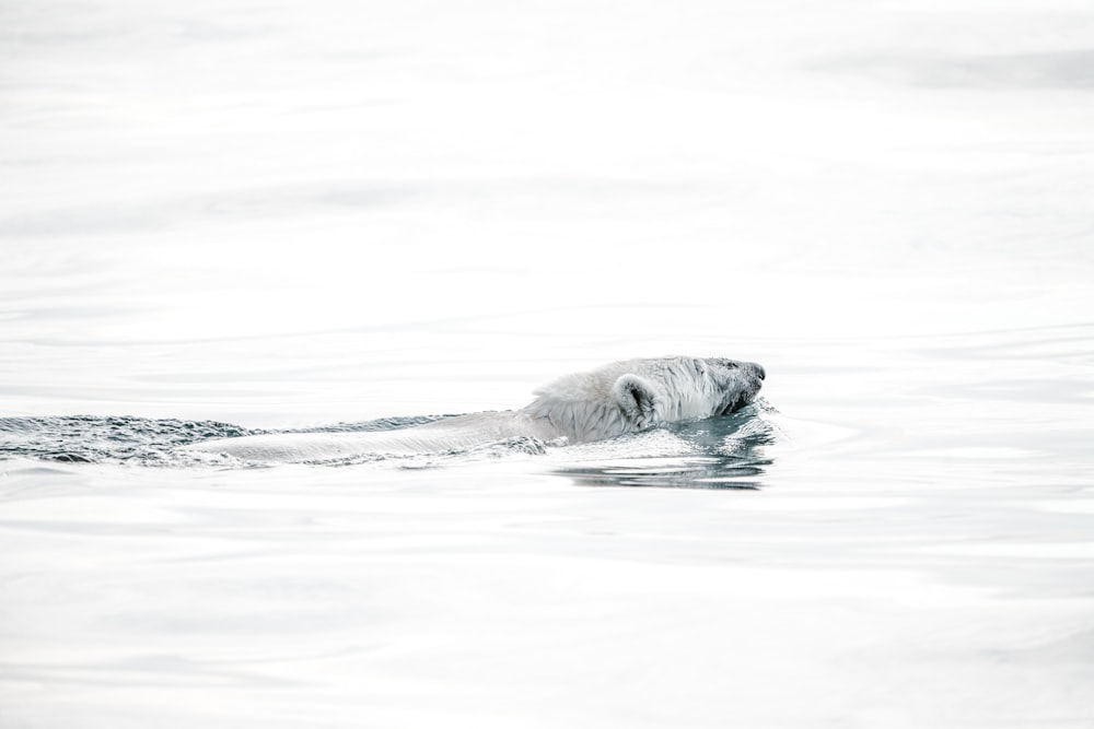 Polar bear swimming on body of water