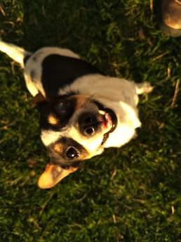 A small dog with a black and white coat is looking up with a joyful expression, showing its teeth. Its ears are perked up and it has a playful demeanor. The background consists of vibrant green grass, and there is a hint of a shoe or boot to the side of the frame.