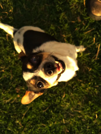 A joyful dog wearing sturdy, mud-proof shoes playing in a grassy park.