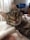 A playful tabby cat with green eyes lies on a soft, patterned blanket, sticking its tongue out slightly. The background reveals a cozy room with sheer curtains filtering the light and a television that is turned on.