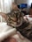 A playful tabby cat with green eyes lies on a soft, patterned blanket, sticking its tongue out slightly. The background reveals a cozy room with sheer curtains filtering the light and a television that is turned on.