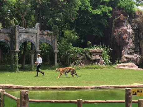 A person is walking with a tiger on a lush green lawn. There is a stone structure with arches and some foliage in the background. The scene appears to be in an outdoor setting with natural elements and a possible zoo or wildlife park environment.