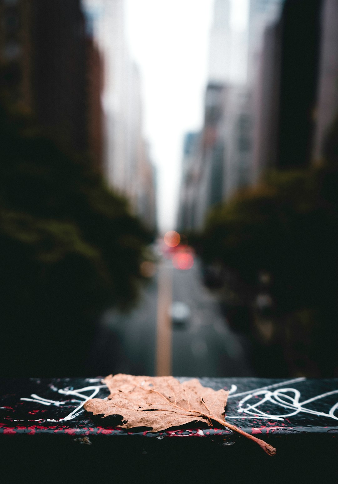 selective focus photography of withered leaf