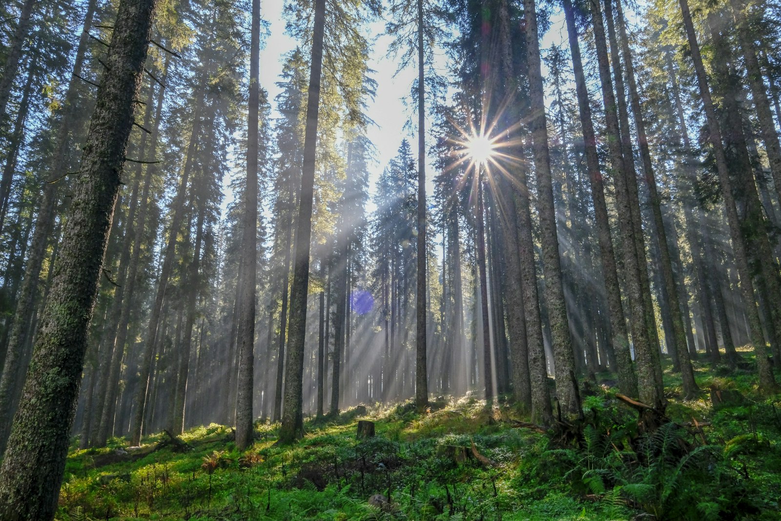 Fujifilm X-H1 + Fujifilm XF 10-24mm F4 R OIS sample photo. Forest under sunrise photography