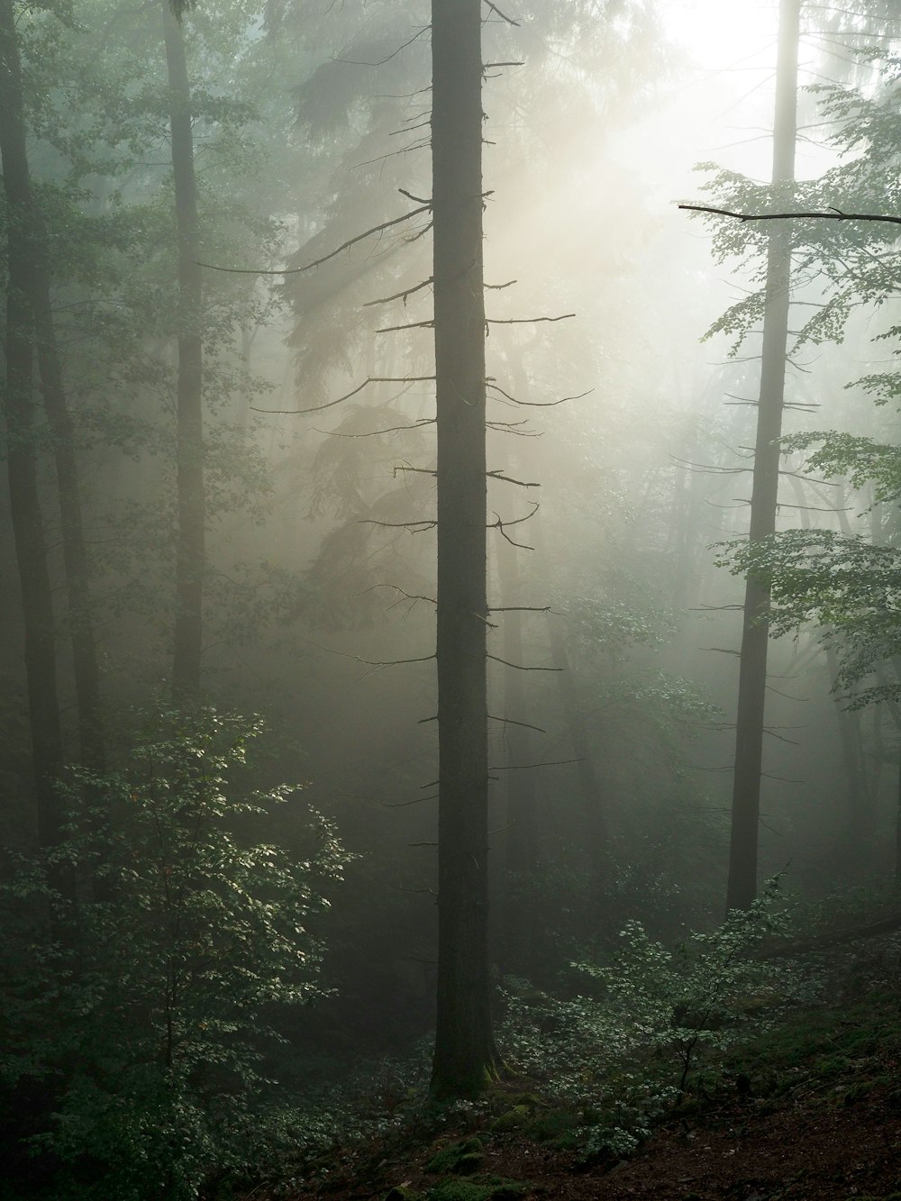 silhouette tree with fogs