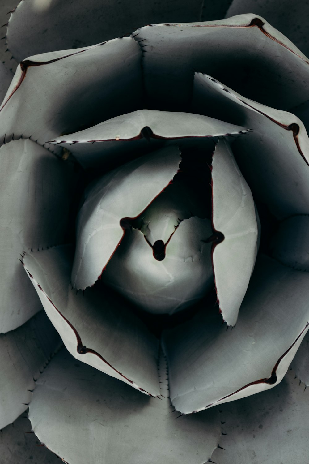 grayscale photo of succulent plant