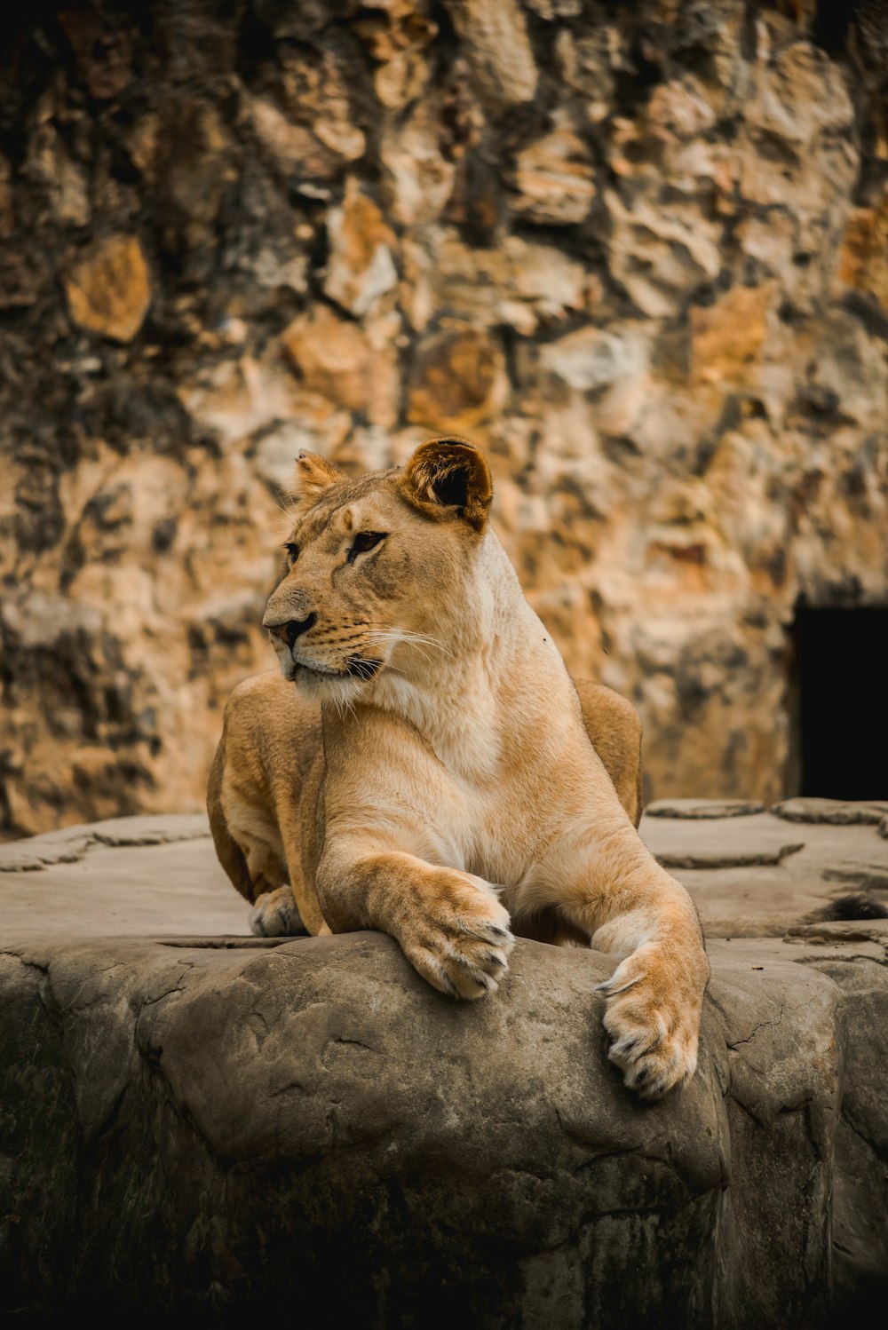 brown lioness sitting on gray rock