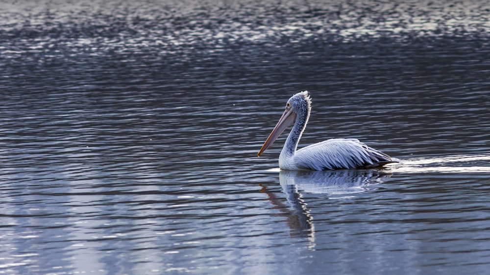 pelican on body of water during daytime