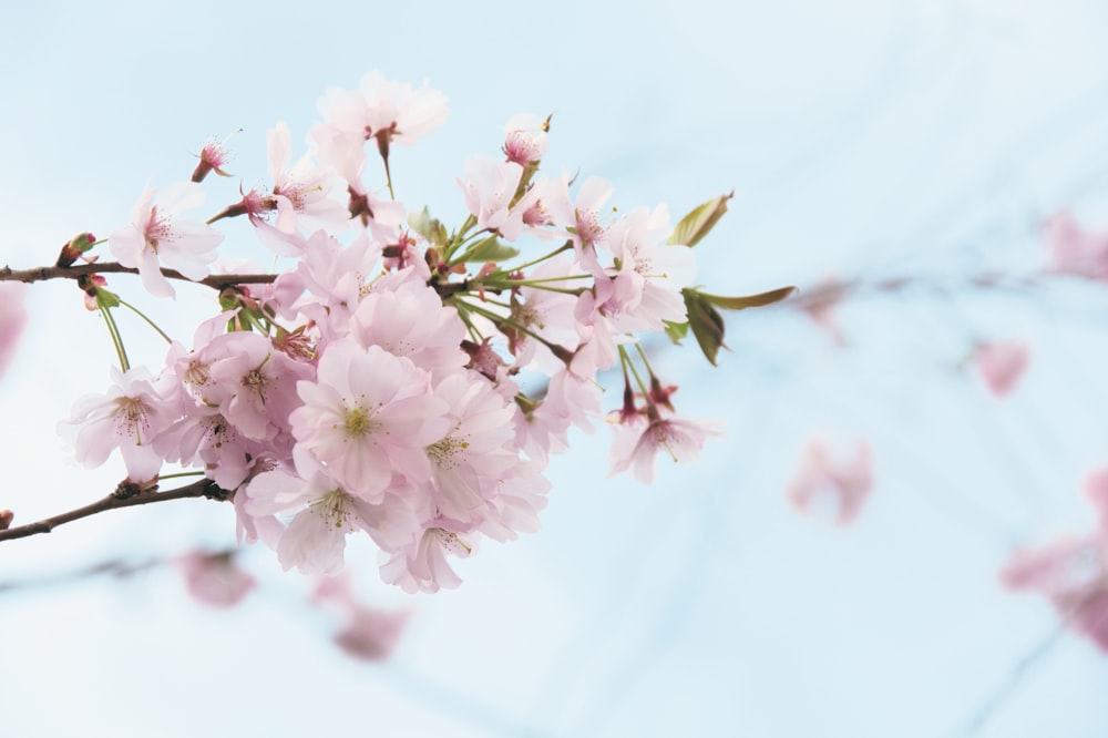 shallow focus photography of cherry blossom