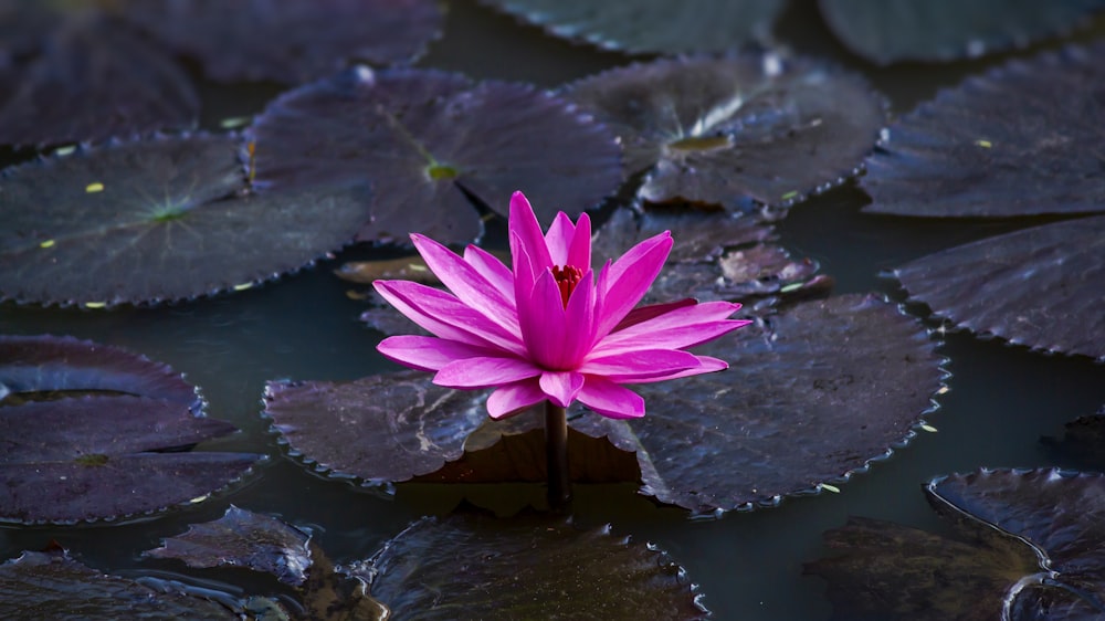 pink lotus flower