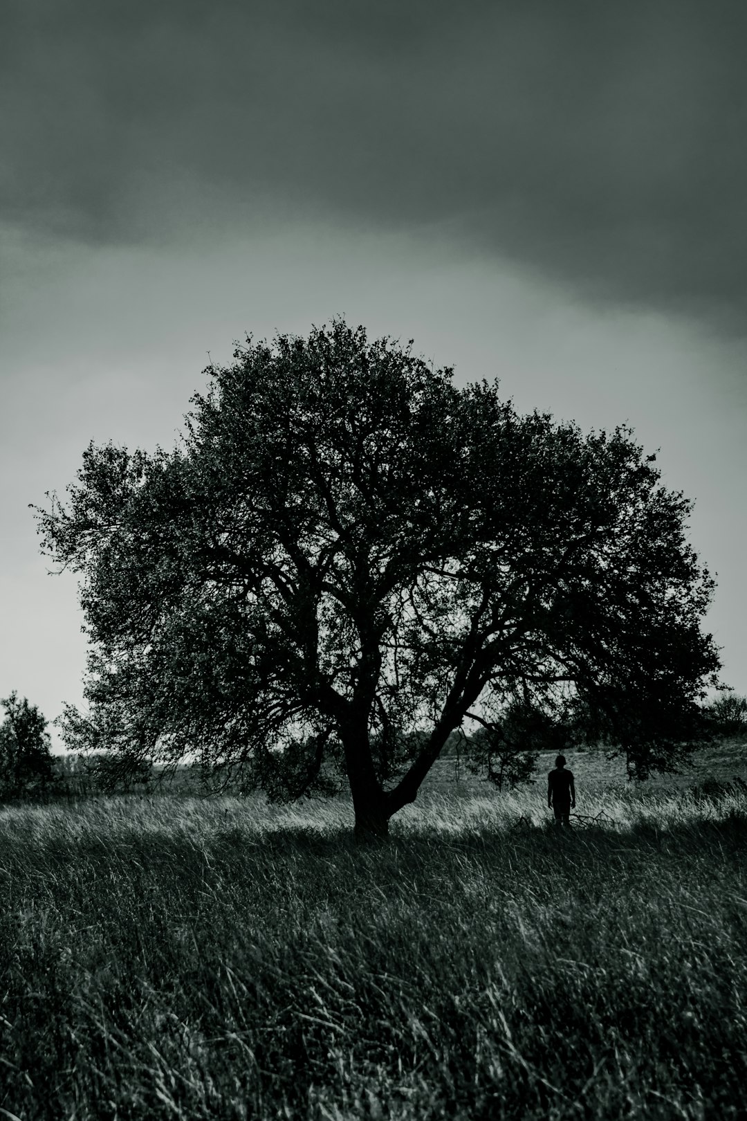 person standing under a tree