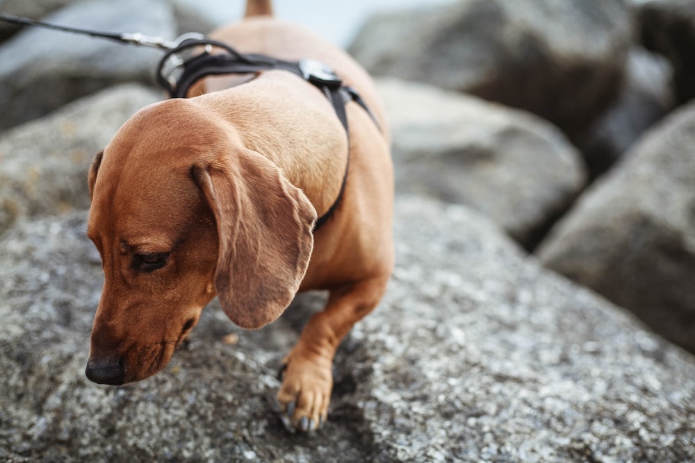 closeup photography of brown dog with black dog leash