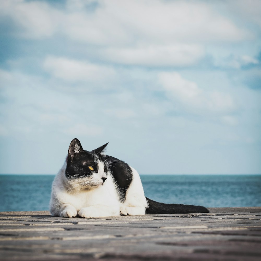 white and black cat