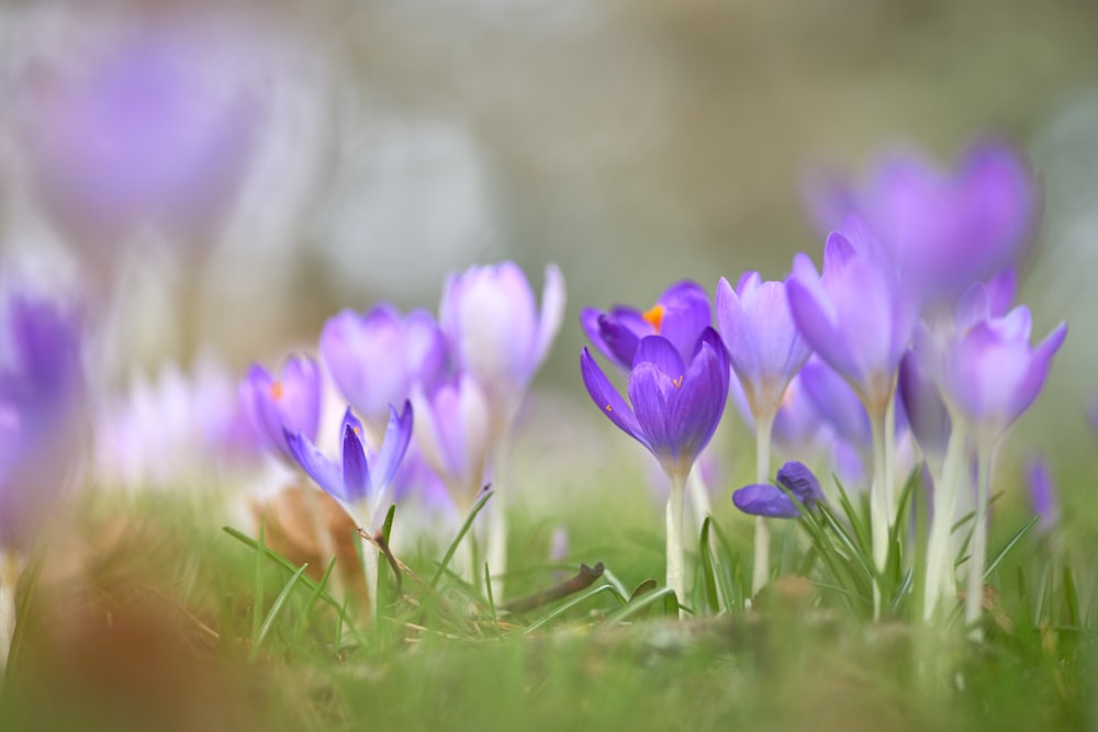 macro photography of purple-petaled flowers