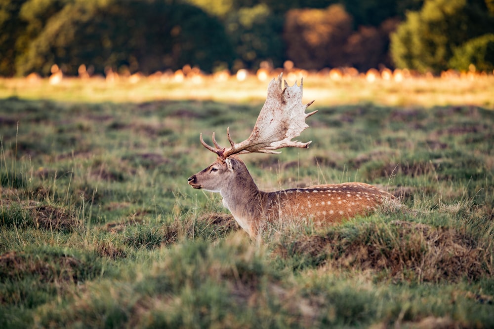 animal on field during daytime