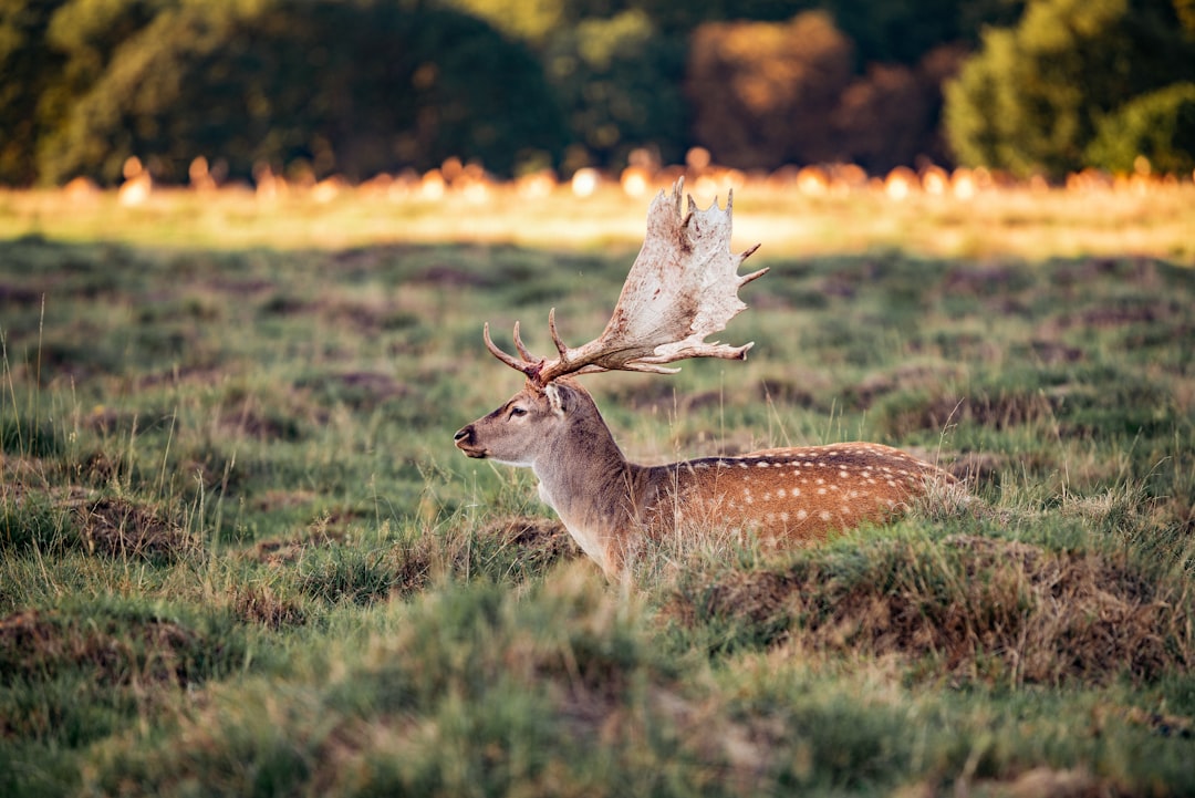 Wildlife photo spot Bakken Parkering Copenhagen