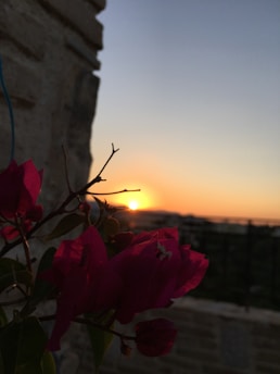 A vibrant sunset over a bustling hostel courtyard.