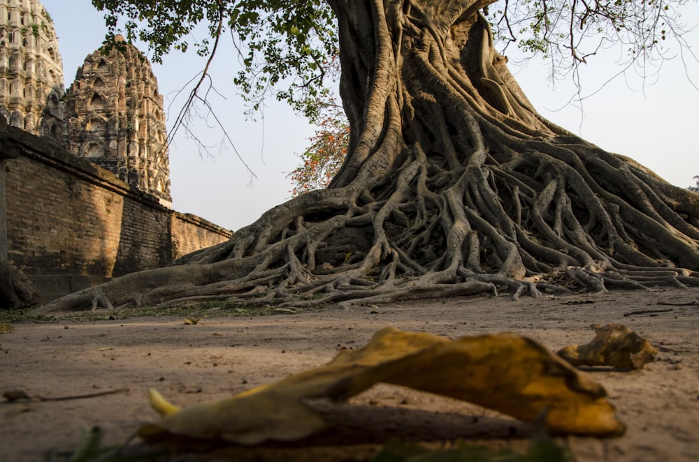 green leafed tree near brown concrete building