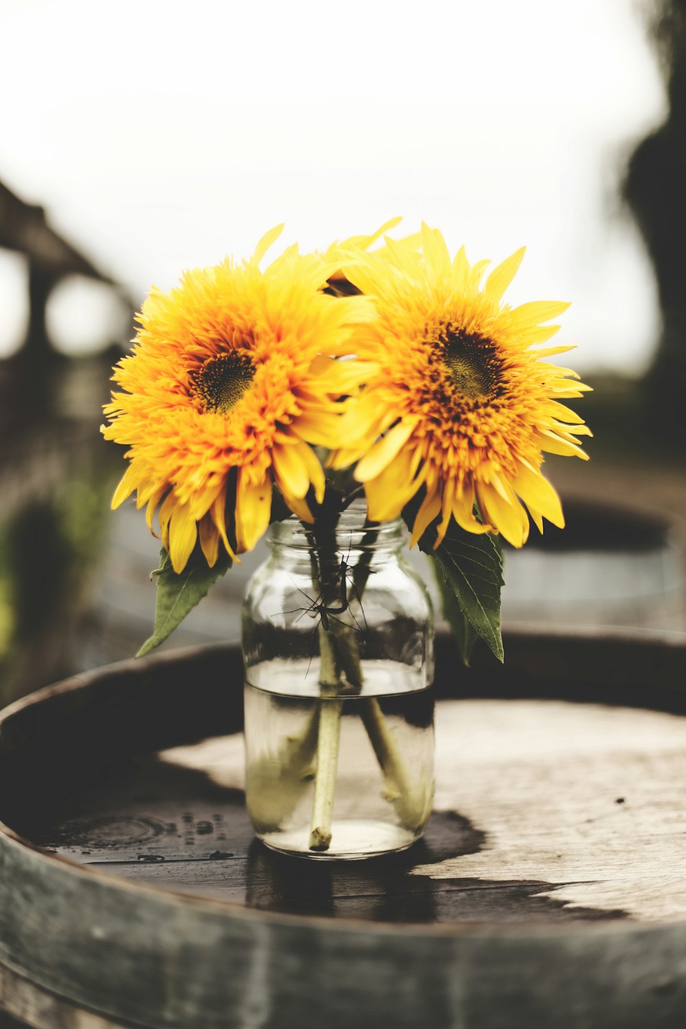 two sunflowers in glass vase with water
