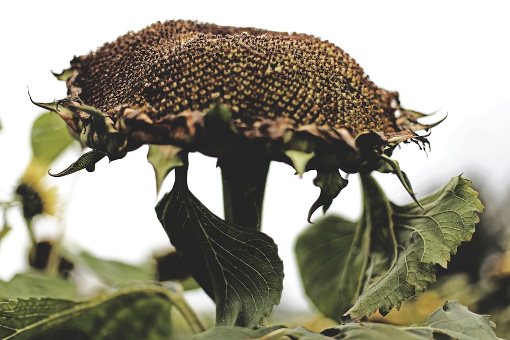 selective focus photography of black sunflower stigma