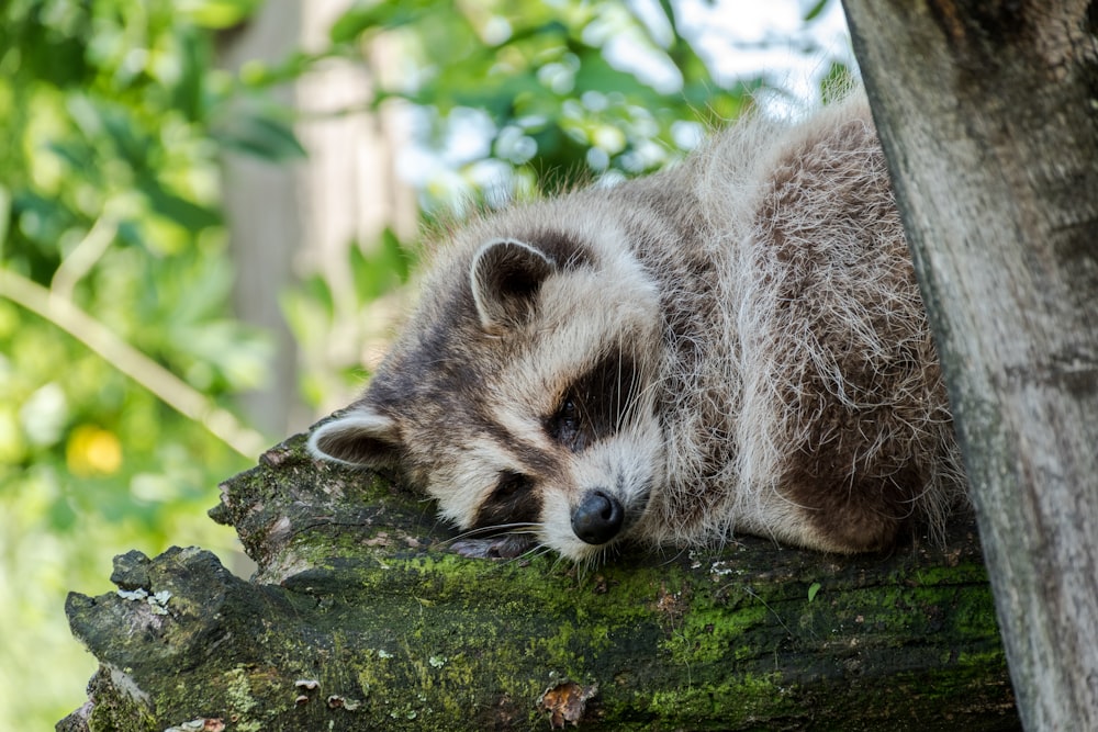 raccoon lying on treelog