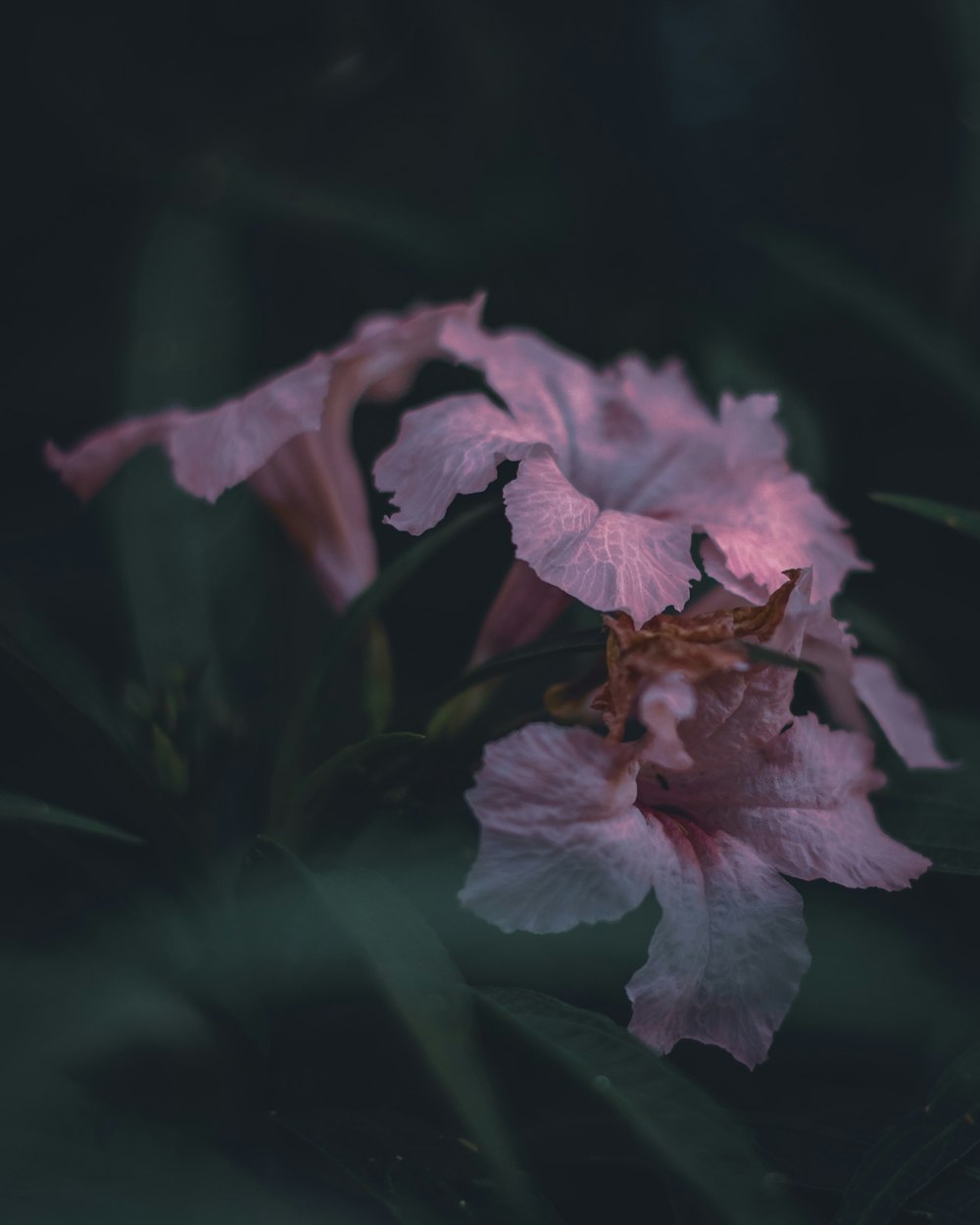 pink hibiscus flowers