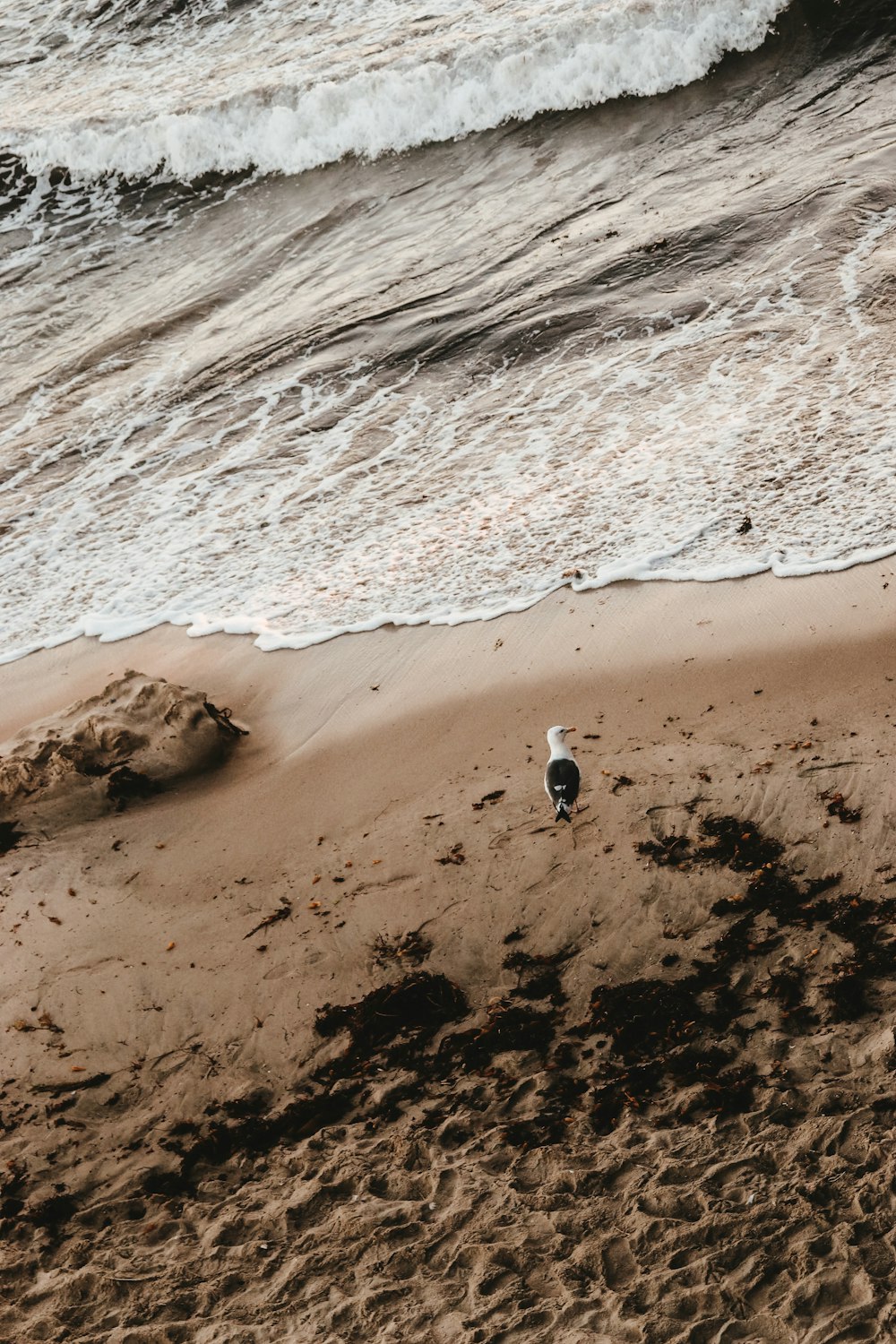 seagull standing on shore