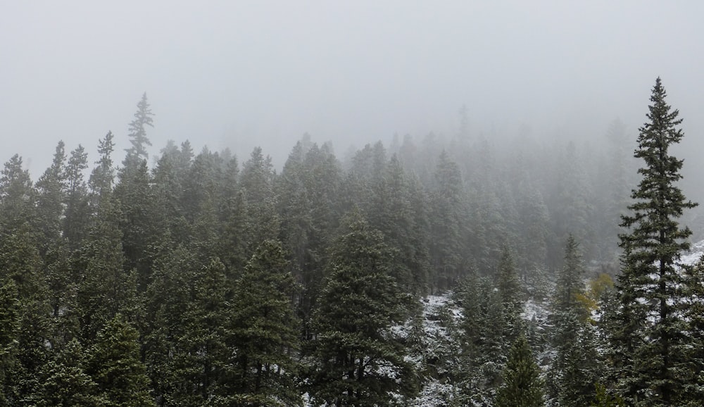 aerial view photography of green forest covered by fog