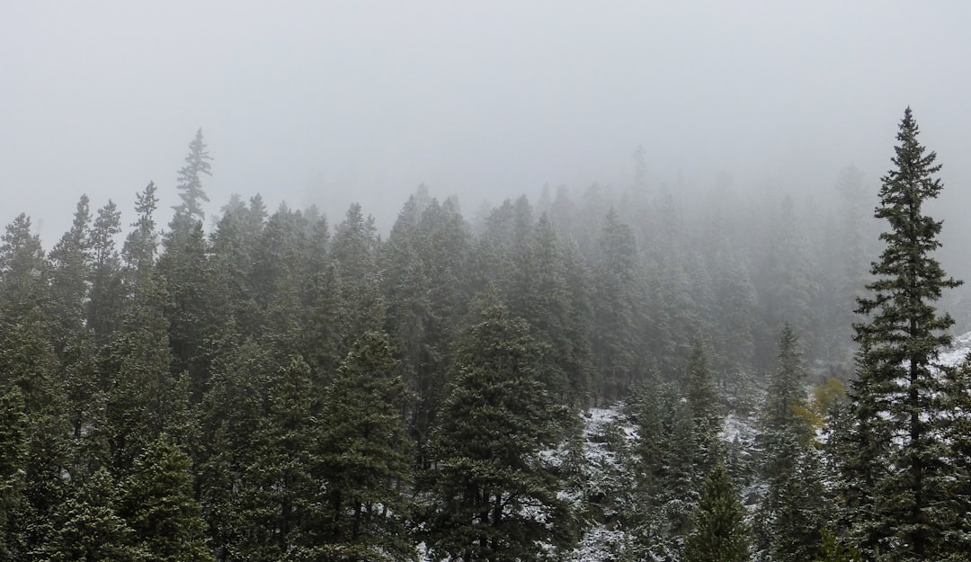 aerial view photography of green forest covered by fog