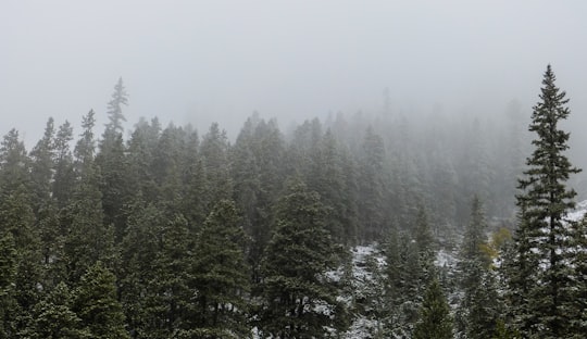 aerial view photography of green forest covered by fog in Spray Lakes Road Canada