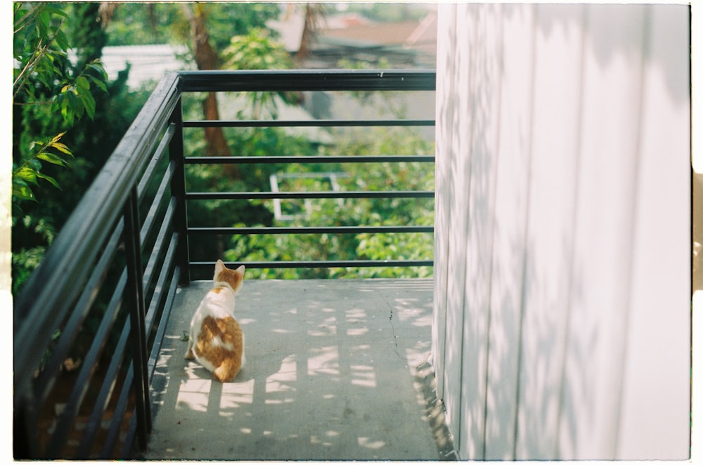 gato atigrado naranja junto a barandillas de acero negro durante el día