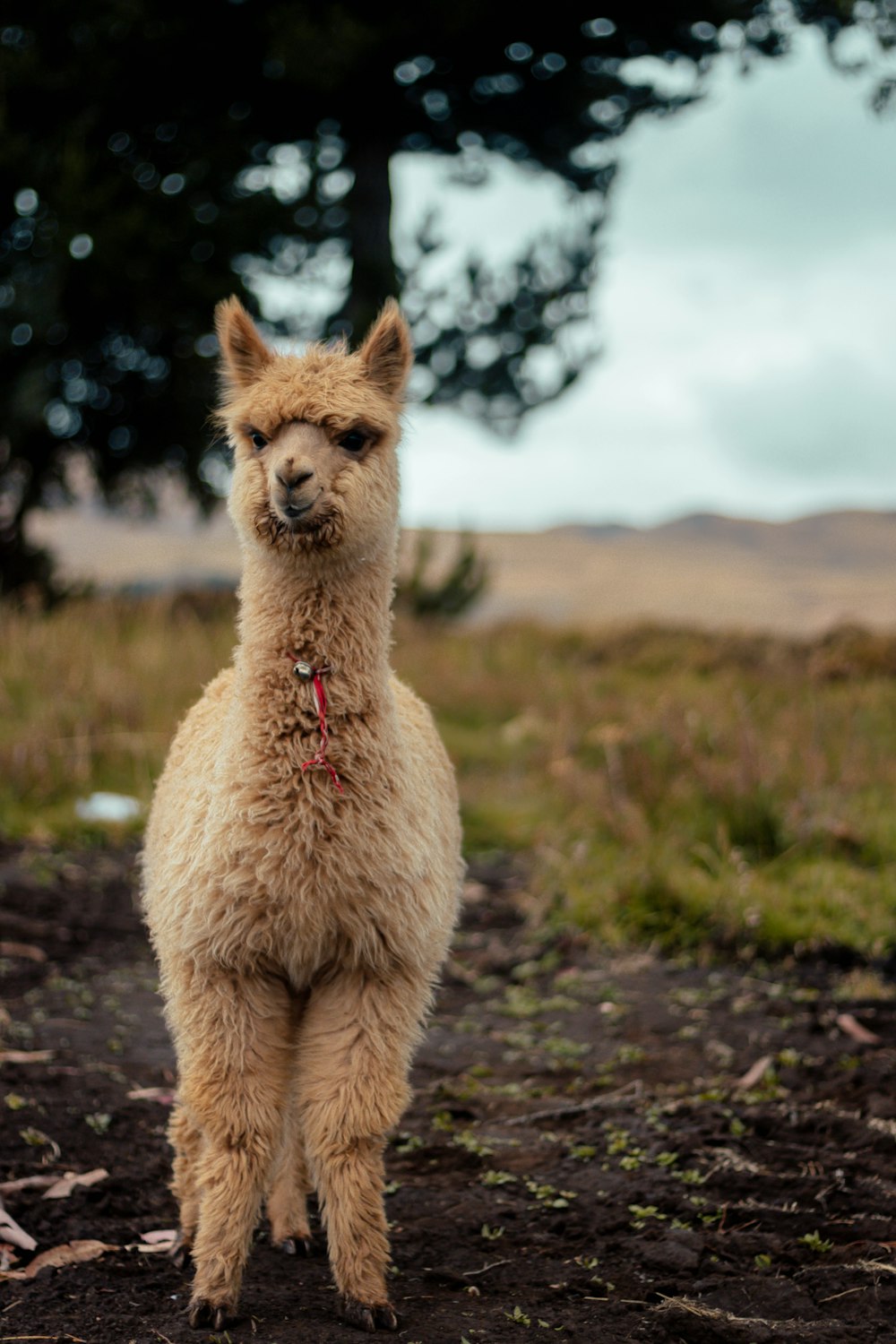 Lama de pie sobre suelo marrón