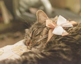 A stylish cat with a pink bow tie lounging on a cozy cushion