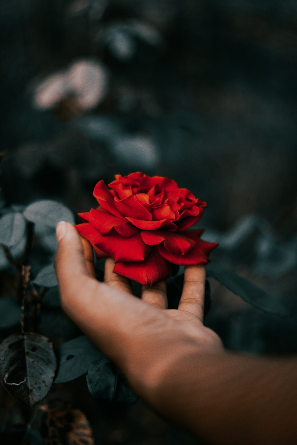 Nature love | 100+ best free wallpaper, background, animal and flower  photos on Unsplash